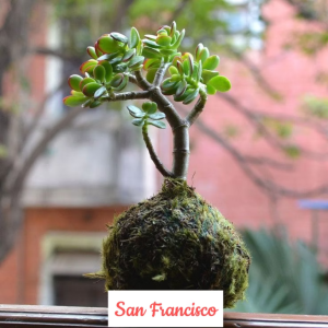 Kokedama: Japanese Moss Ball Workshop: Wednesday, March 4, 2026